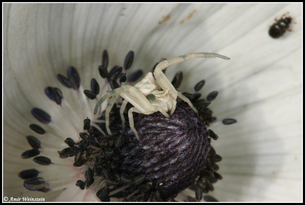 Araneae d''Israele (Thomisus onustus)